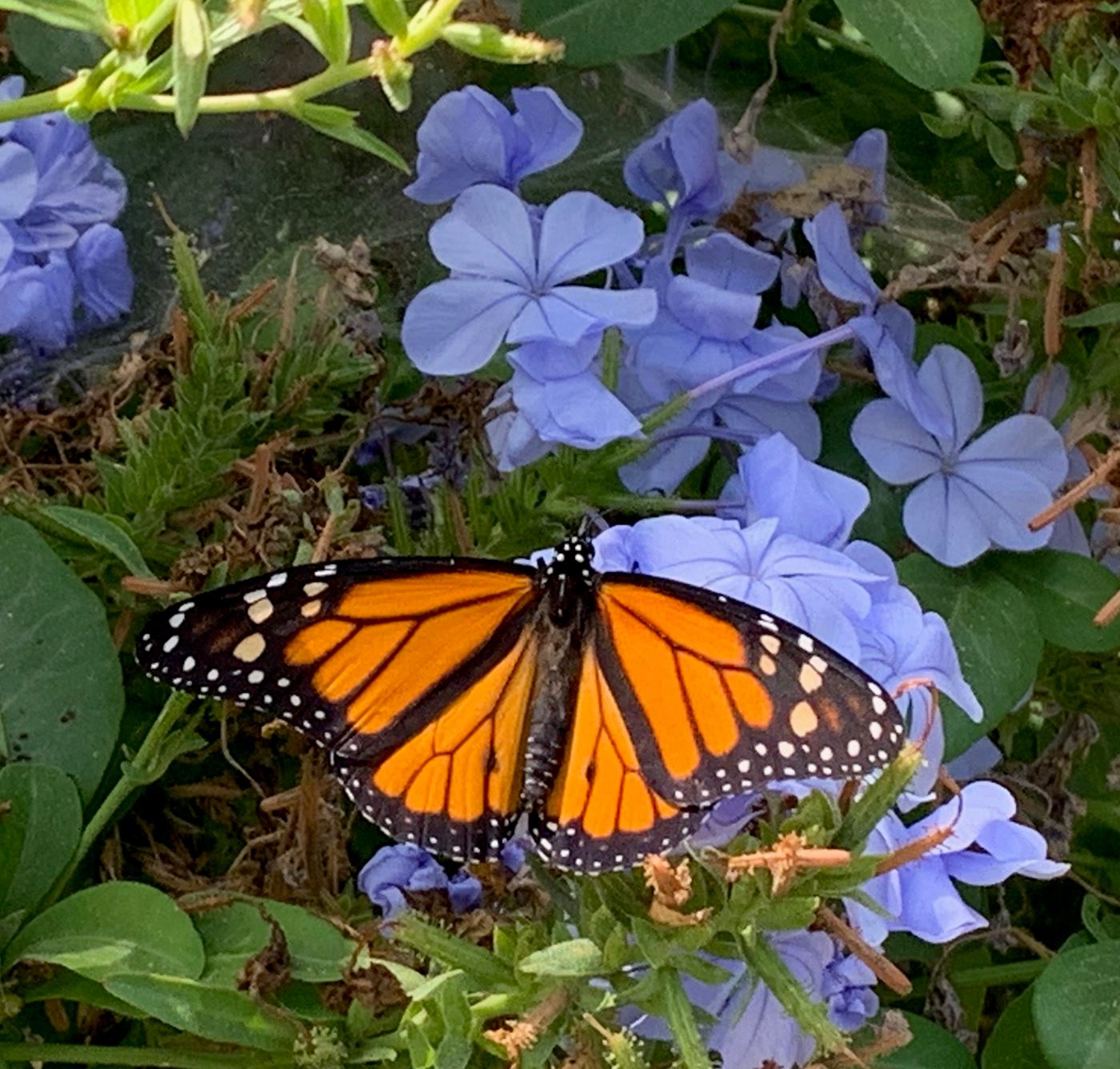 Mojave daughters build hatcheries for Monarch butterflies, which have seen an alarming decline. This beautiful male was raised from an egg by Regent Judith Baxter.