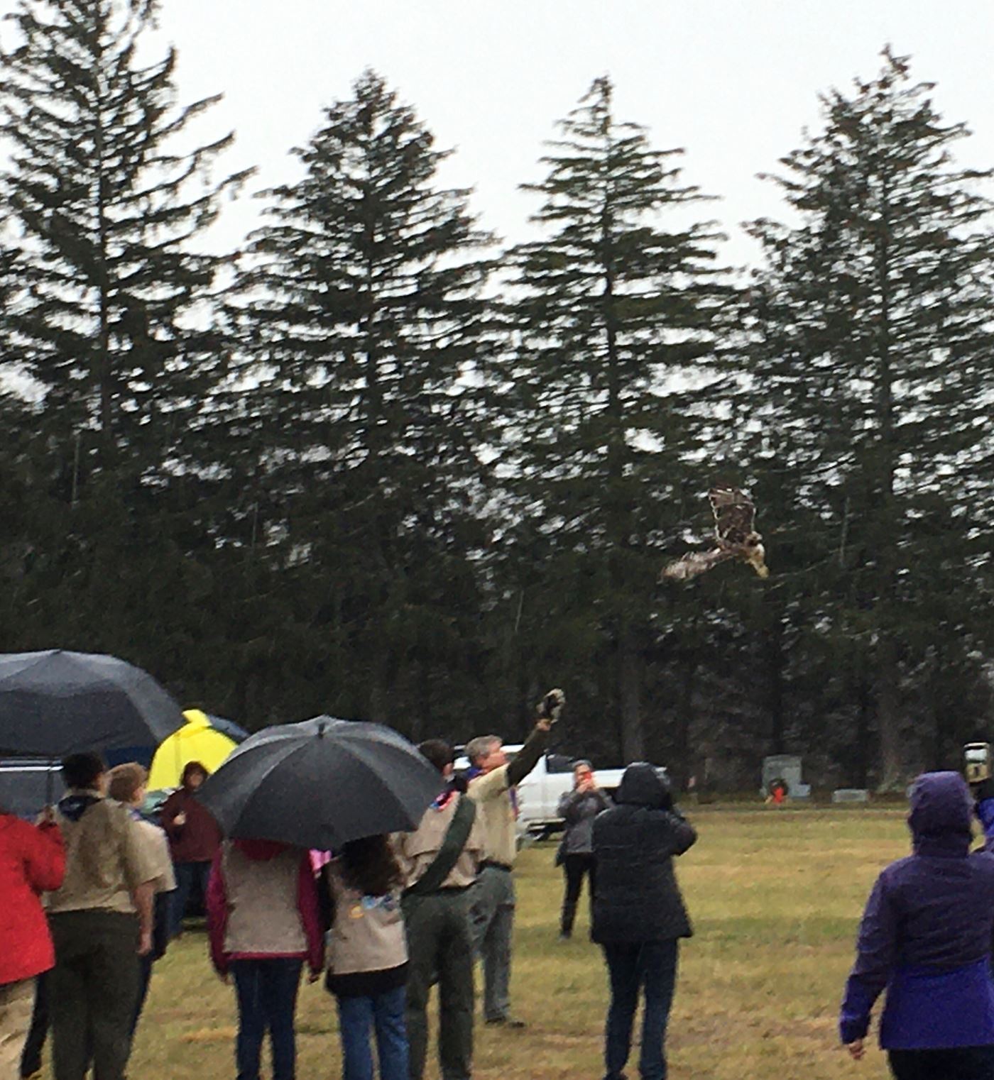 2021 Red Tail Hawk release