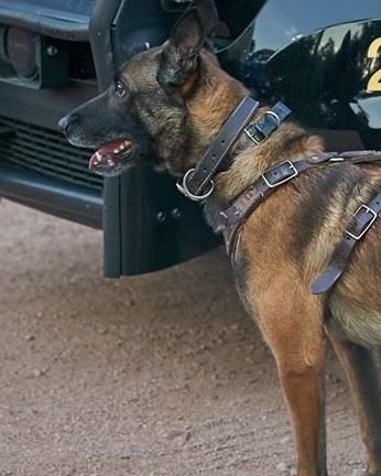 <i class="material-icons" data-template="memories-icon">stars</i><br/>Koki Arizona Dog Killed in Line of Duty, 11/24/19, Police Officer<br/>Posted by: Diana R.<br/><div class='remember-wall-long-description'>
  Koki, Arizona Police Dog</div><a class='btn btn-primary btn-sm mt-2 remember-wall-toggle-long-description' onclick='initRememberWallToggleLongDescriptionBtn(this)'>Learn more</a>